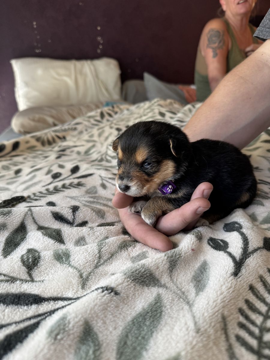 German Shepherd Mix Puppies – $200 OBO