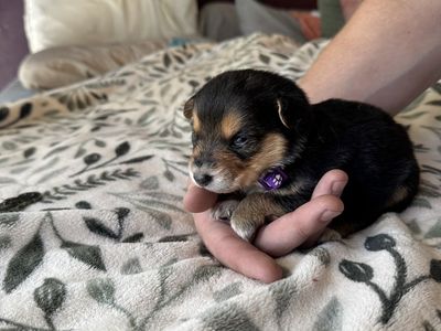 German Shepherd Mix Puppies – $200 OBO