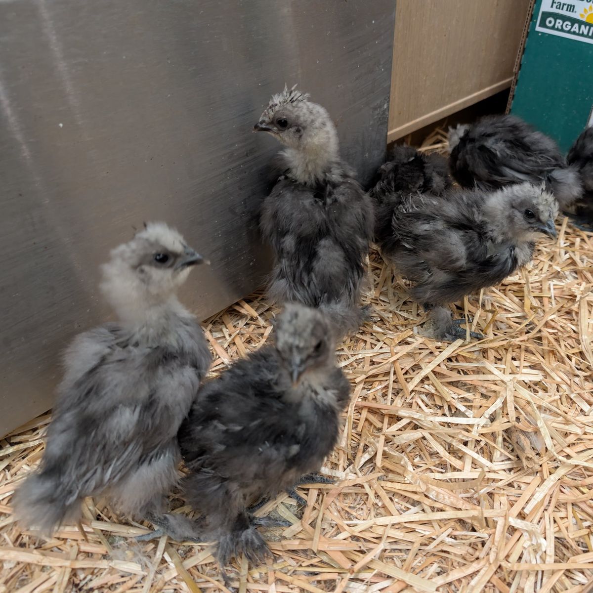 Silkie Chicks