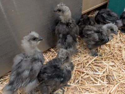 Silkie Chicks
