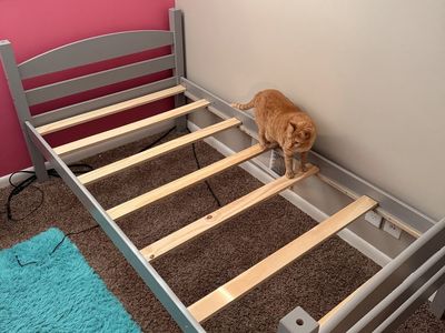 Twin bottom bunk (cat not included.)