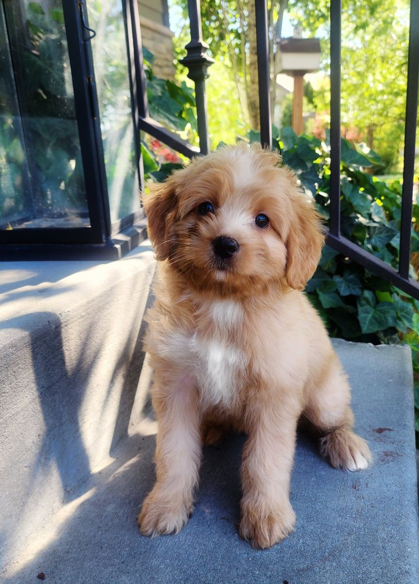 Micro Mini Bernedoodle - CRATE TRAINED