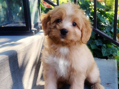Micro Mini Bernedoodle - CRATE TRAINED