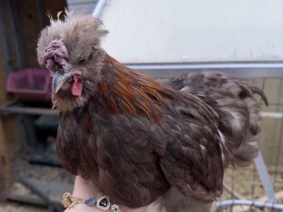 Various Silkie Roosters