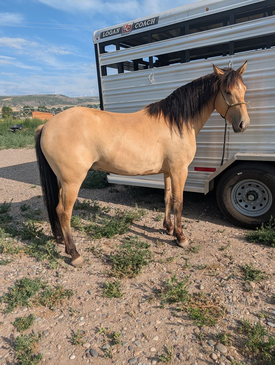 3yr old quarter horse gelding