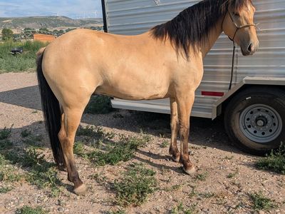 3yr old quarter horse gelding