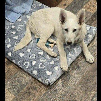 WHITE GERMAN SHEPHERD AKC FEMALE