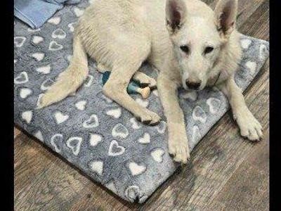 WHITE GERMAN SHEPHERD AKC FEMALE
