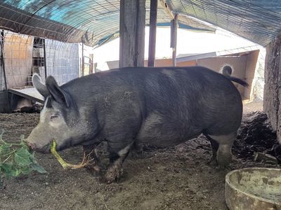 Butcher Ready Gilt