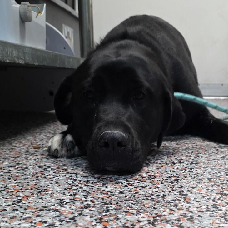 Hello my name is Martini