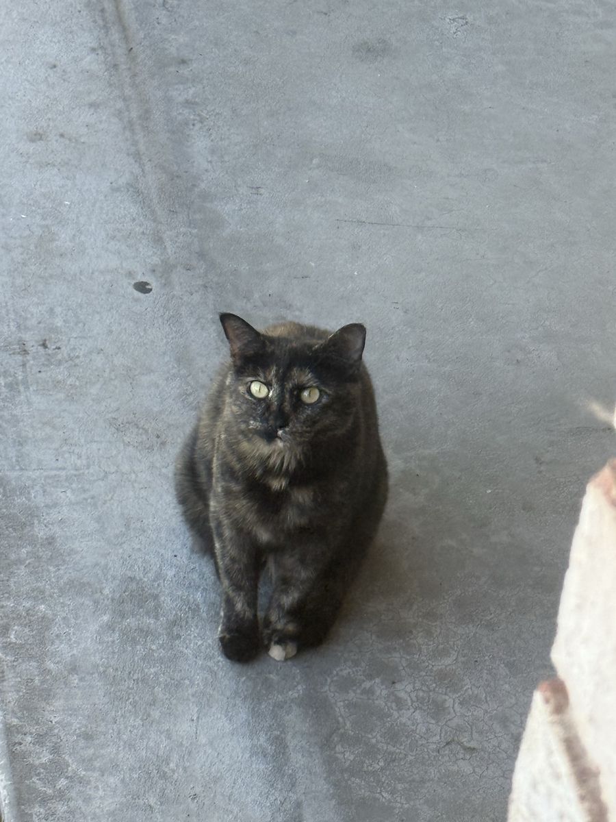 Free female cat to good home