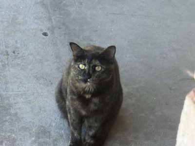 Free female cat to good home