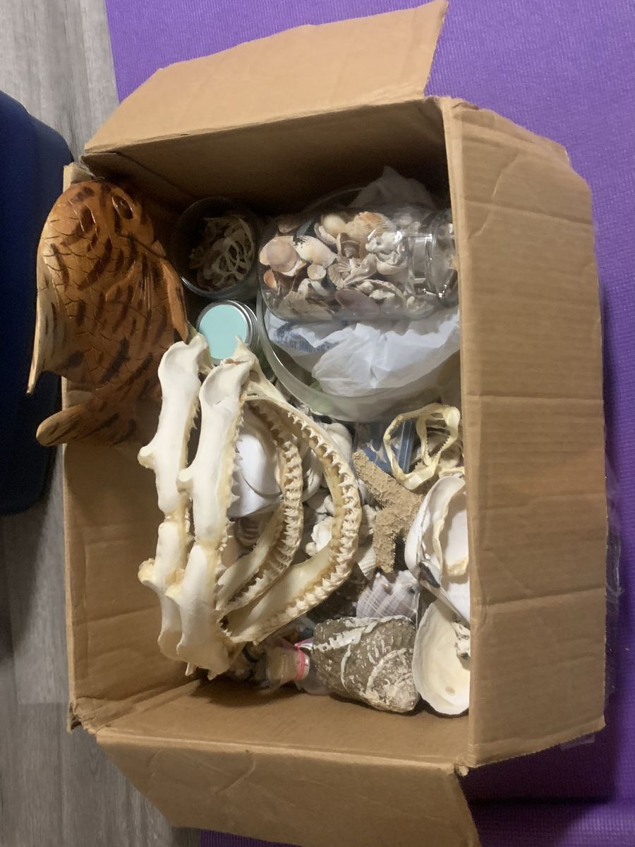 Shark teeth and ocean stuff