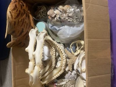 Shark teeth and ocean stuff