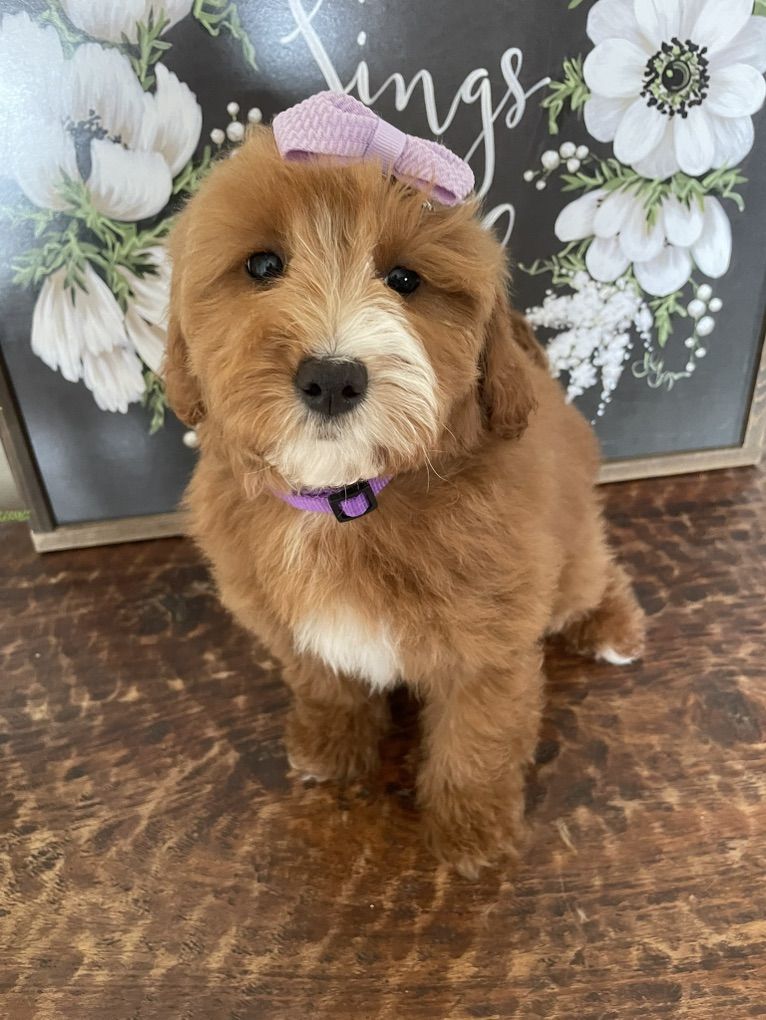 Red Mini Goldendoodle Girl, Sweetest Pup