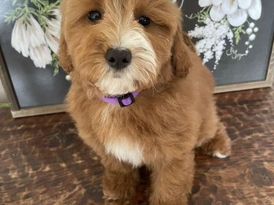 Red Mini Goldendoodle Girl, Sweetest Pup