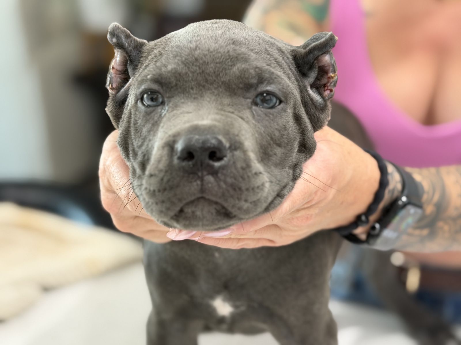 Akc and iccf registered Cane Corso puppies