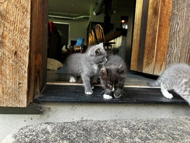Bengal Highlander Mix Kittens in Midway, UT - Born July 21: UPDATE - 5 remaining