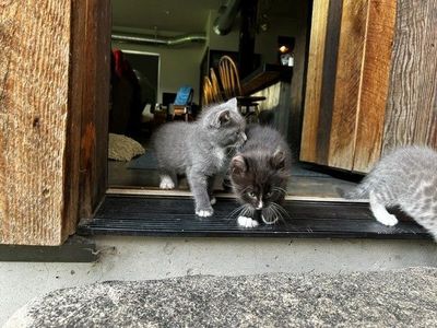 Bengal Highlander Mix Kittens in Midway, UT - Born July 21: UPDATE - 5 remaining