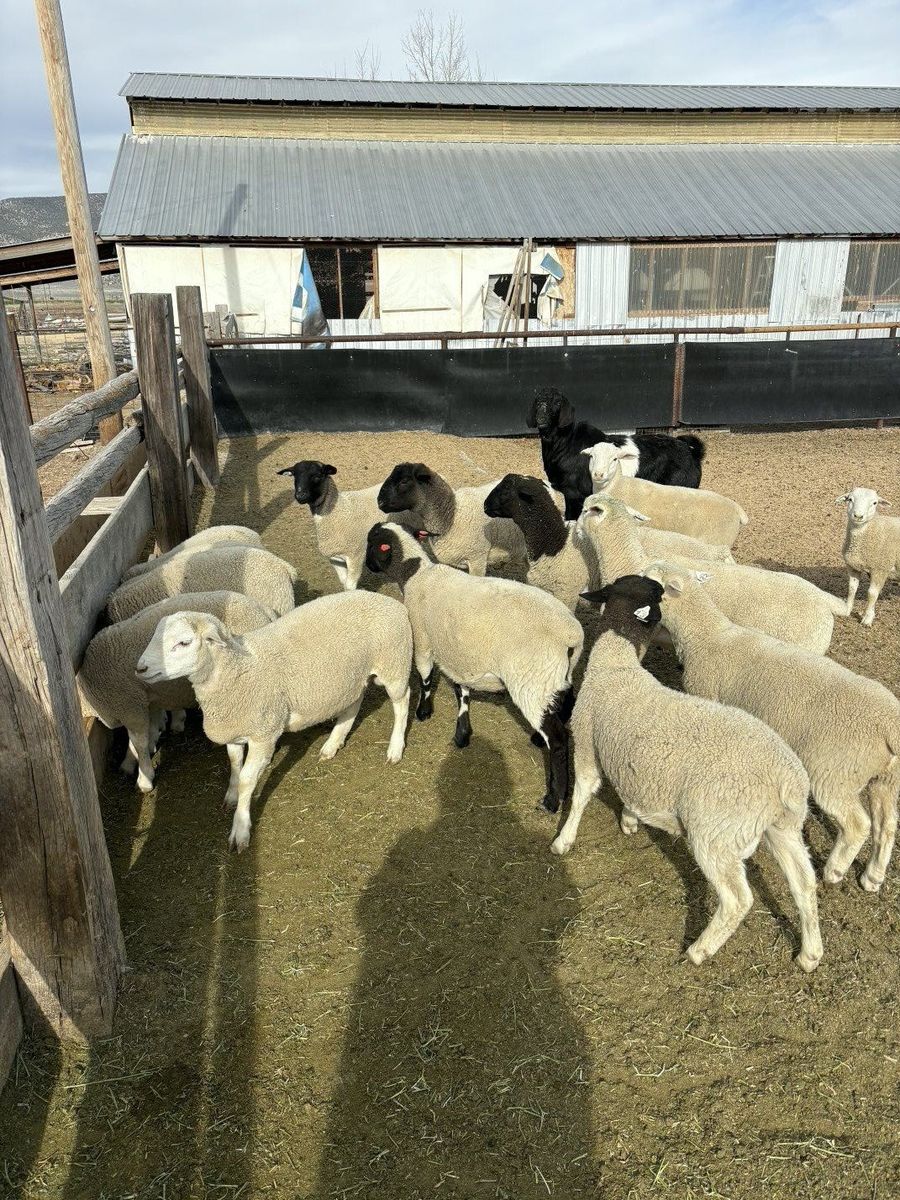 White Dorper Stud Rams