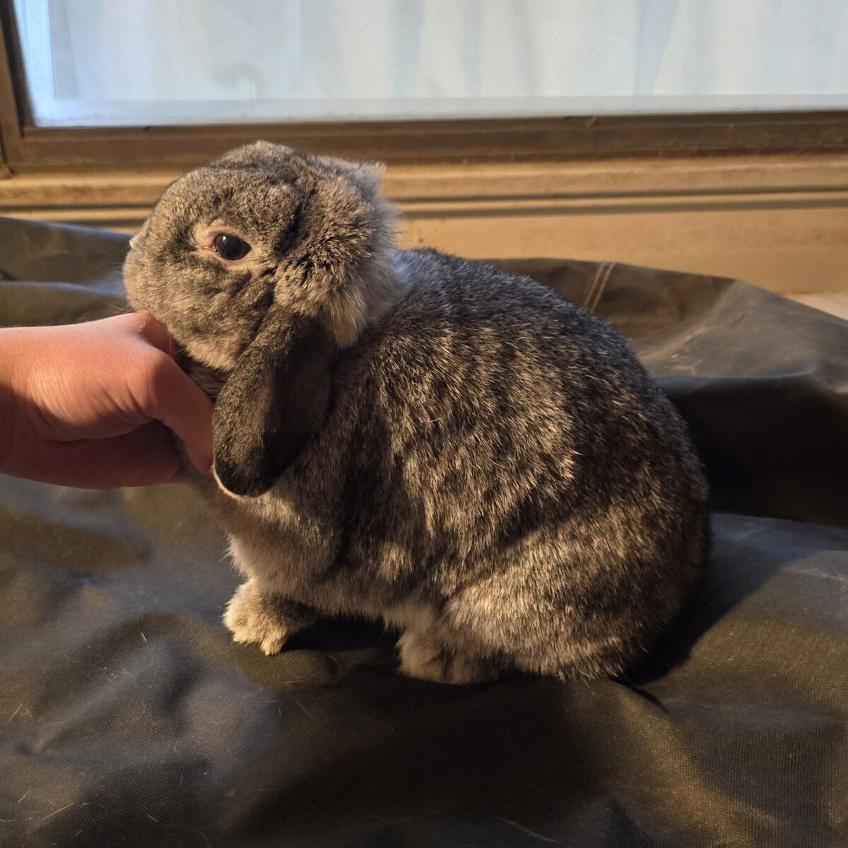 Holland Lop Doe FREE