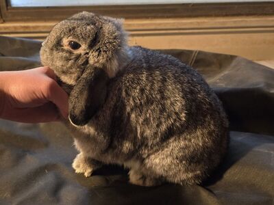 Holland Lop Doe FREE