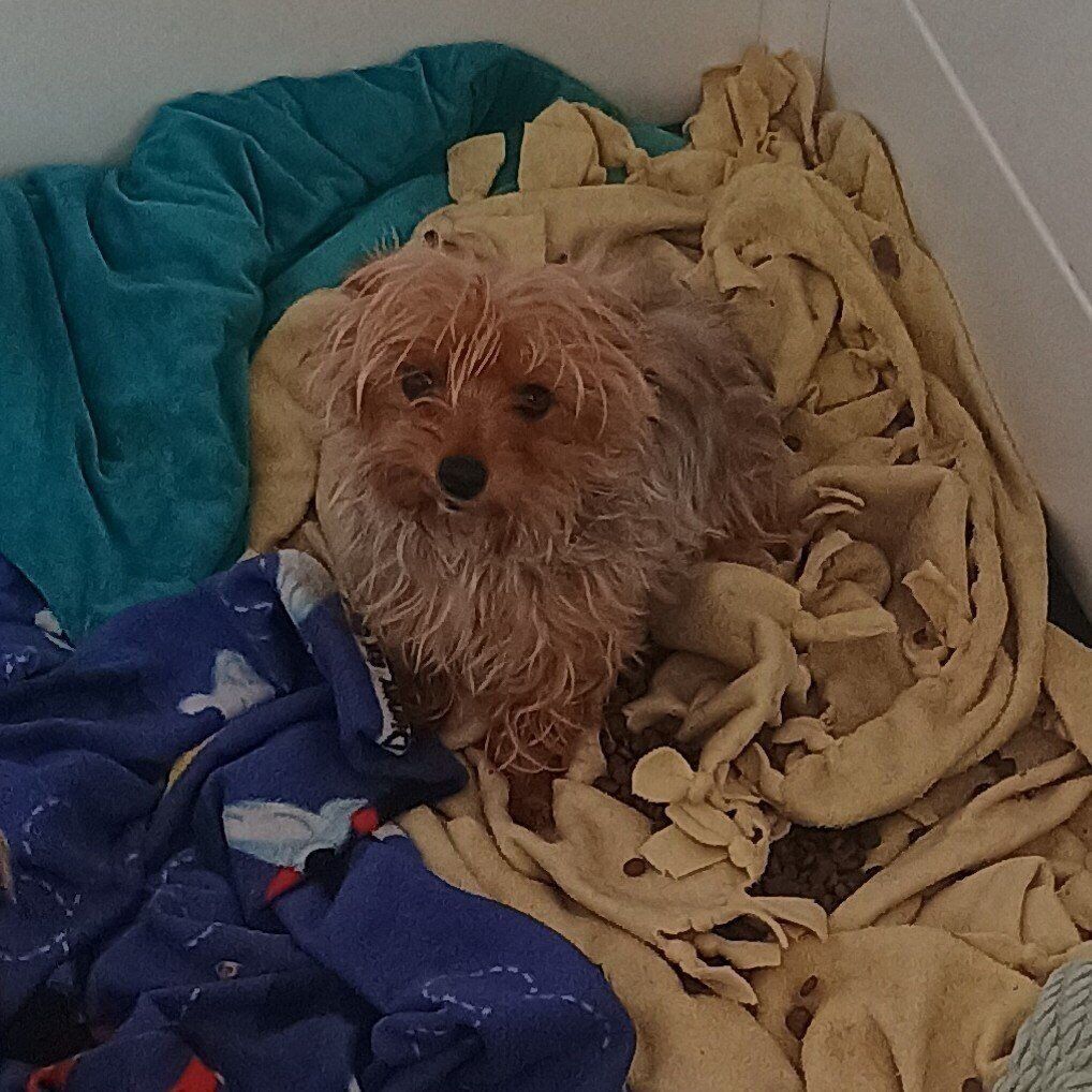 AKC Female miniature Yorkie