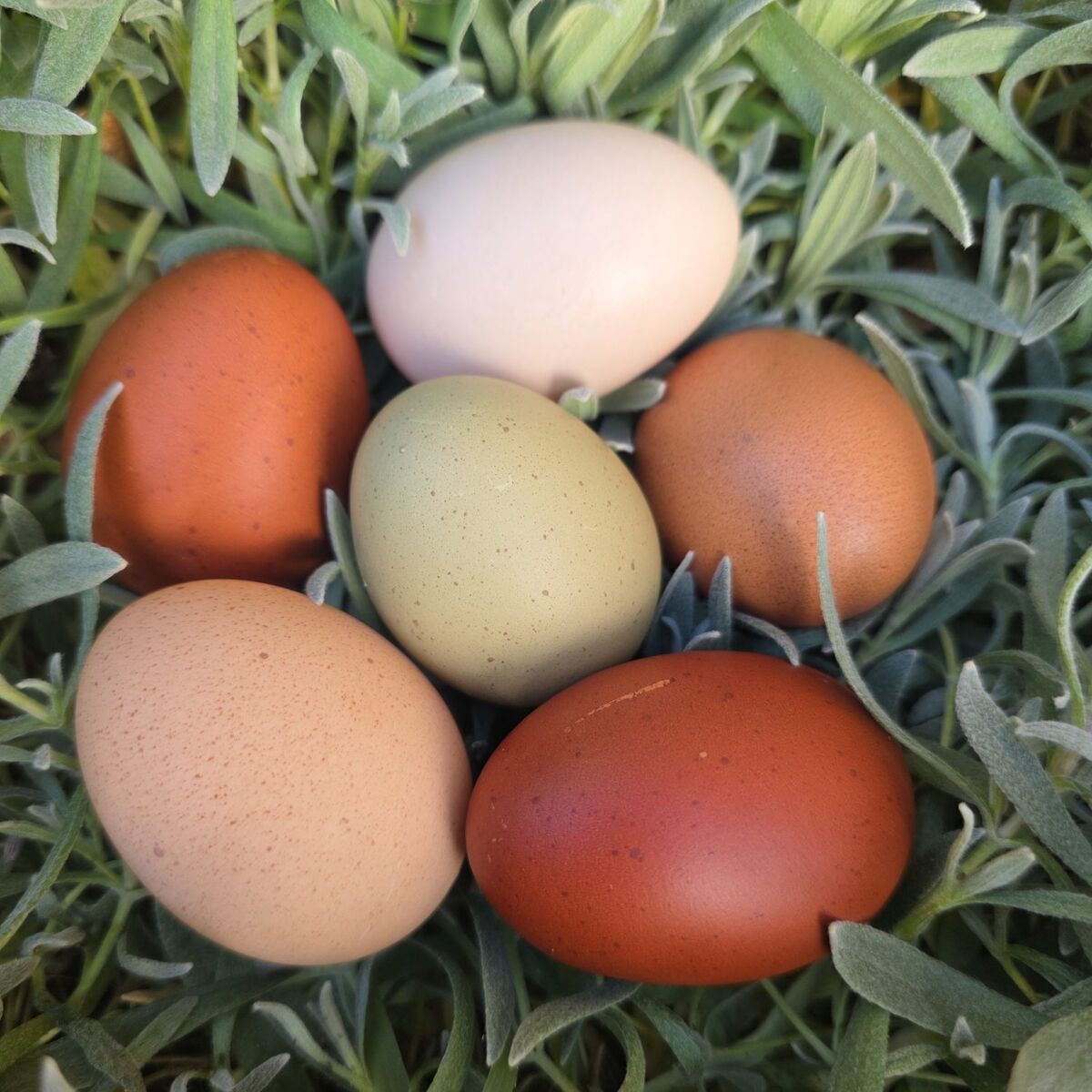 fresh eggs