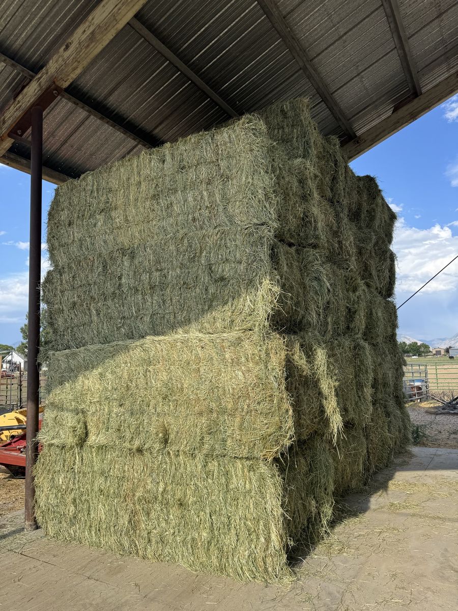 Teff hay! Best around!  By the bale