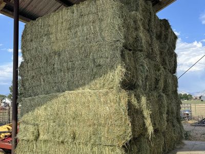 Teff hay! Best around! By the bale
