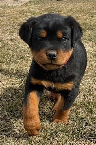 AKC Male German Rottweiler Pup