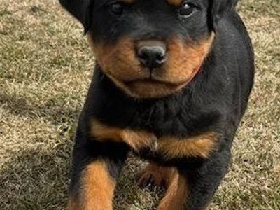 AKC Male German Rottweiler Pup