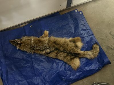 Coyote Pelt