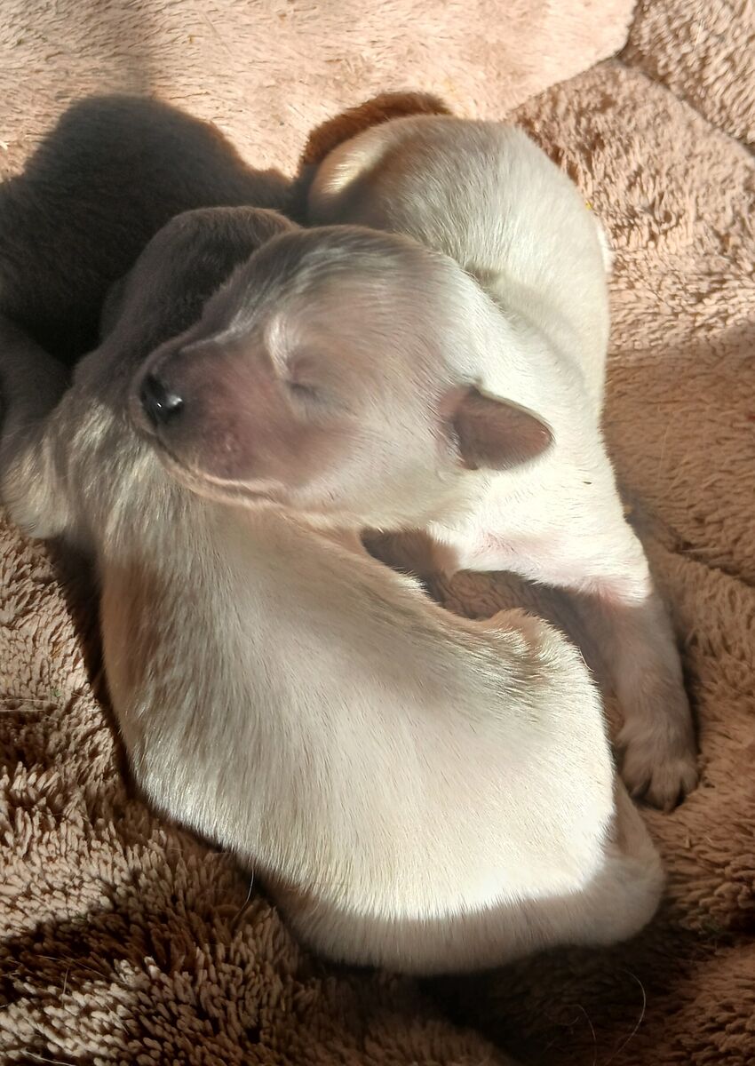 Sweet polar bear Light English creme Golden retrievers