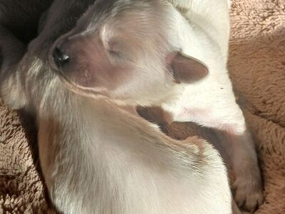 Sweet polar bear Light English creme Golden retrievers