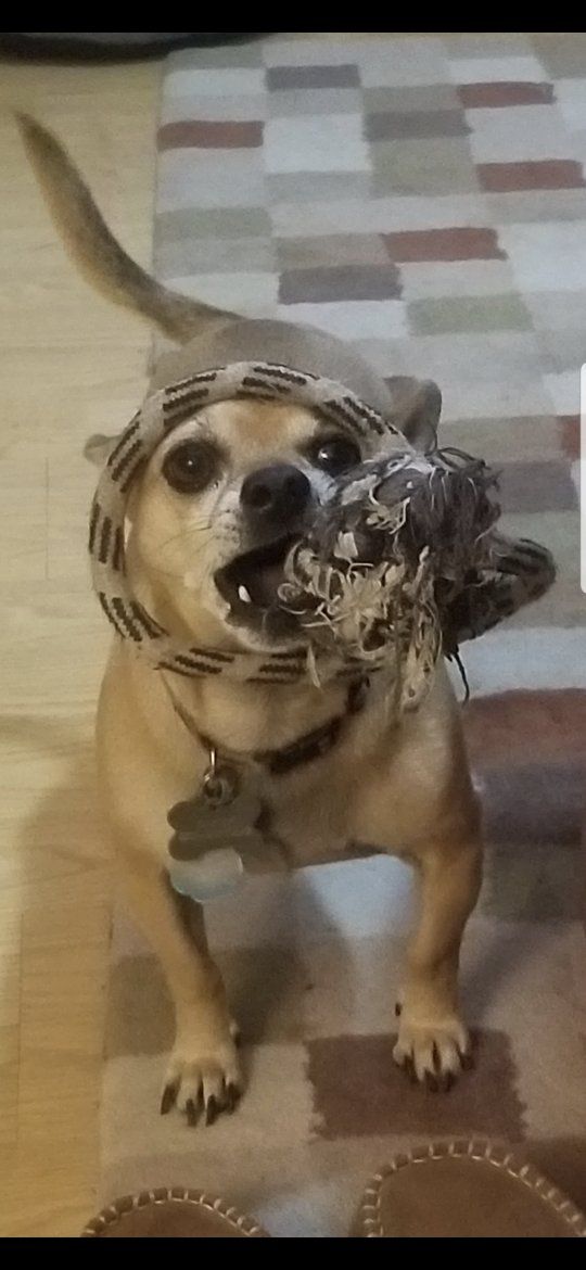 Chihuahua
