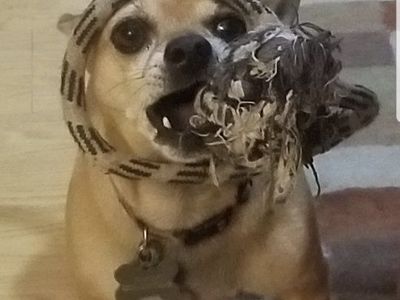 Chihuahua