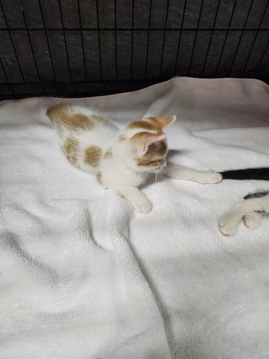 Free Kittens