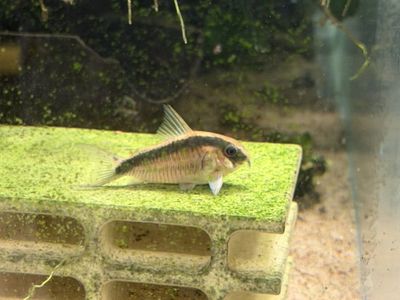 Skunk Cory