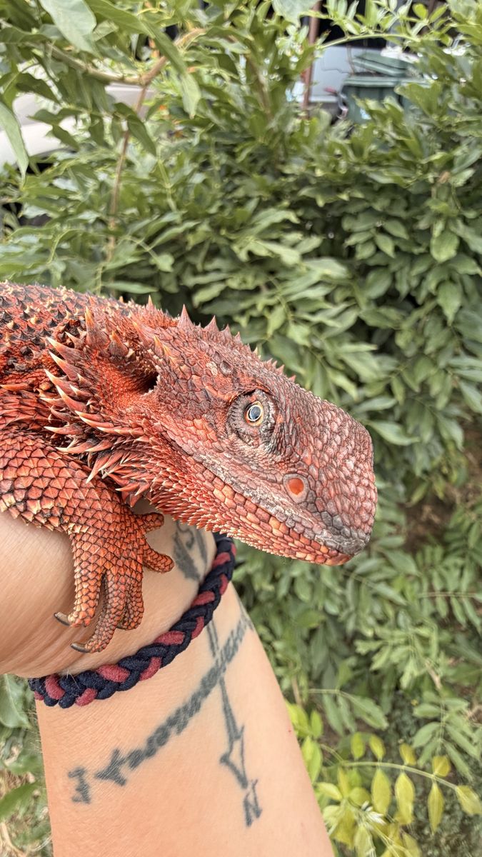 Female Red Monster Translucent Bearded Dragon - 1 Year Old with 120g Enclosure