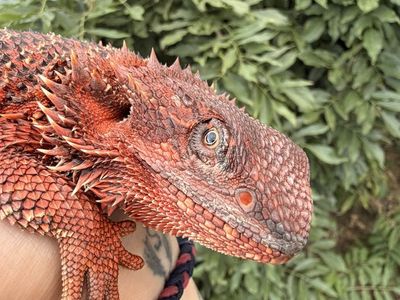 Female Red Monster Translucent Bearded Dragon - 1 Year Old with 120g Enclosure