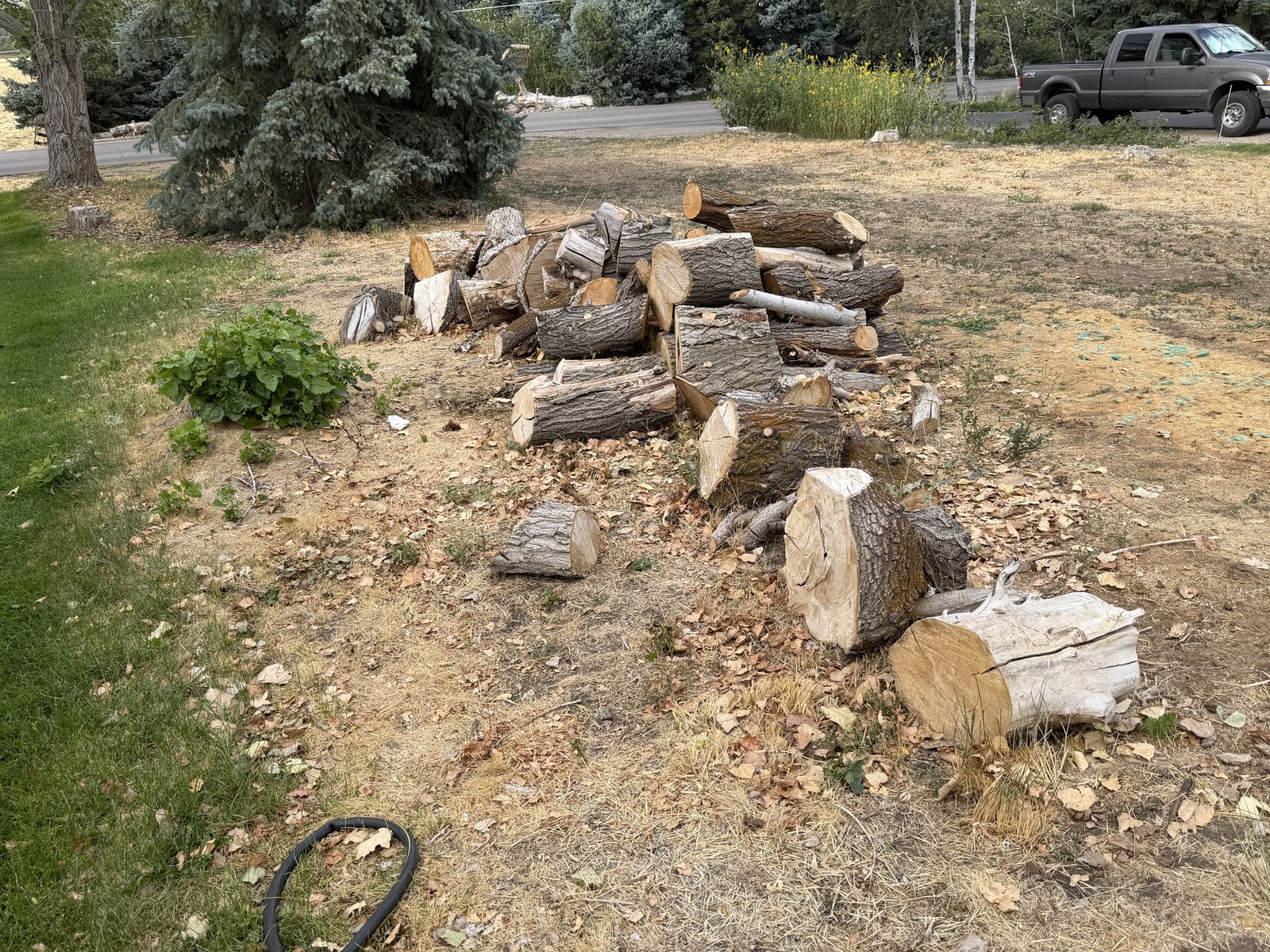 Free firewood