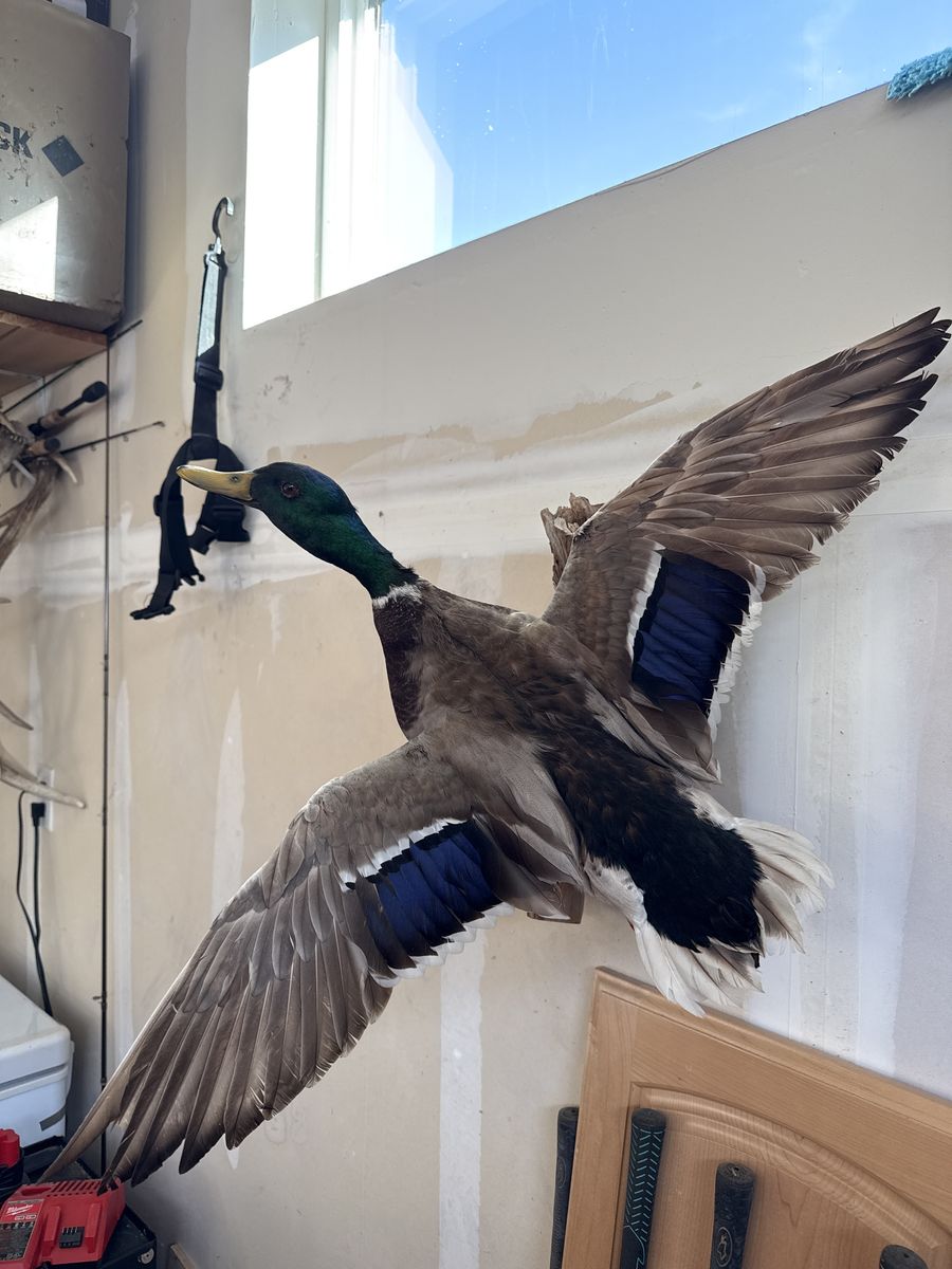 Mallard Drake Taxidermy