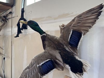 Mallard Drake Taxidermy