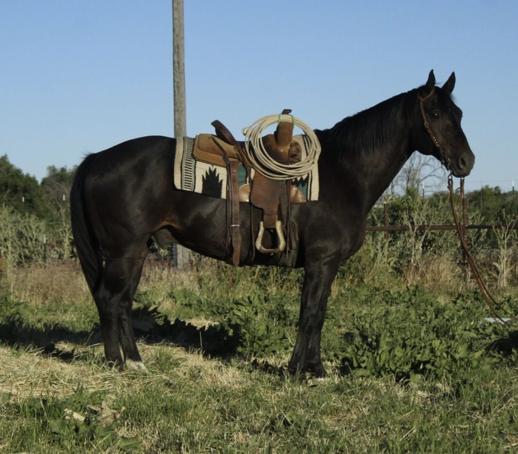 Ranch Gelding