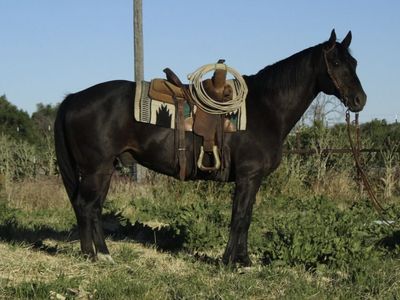 Ranch Gelding