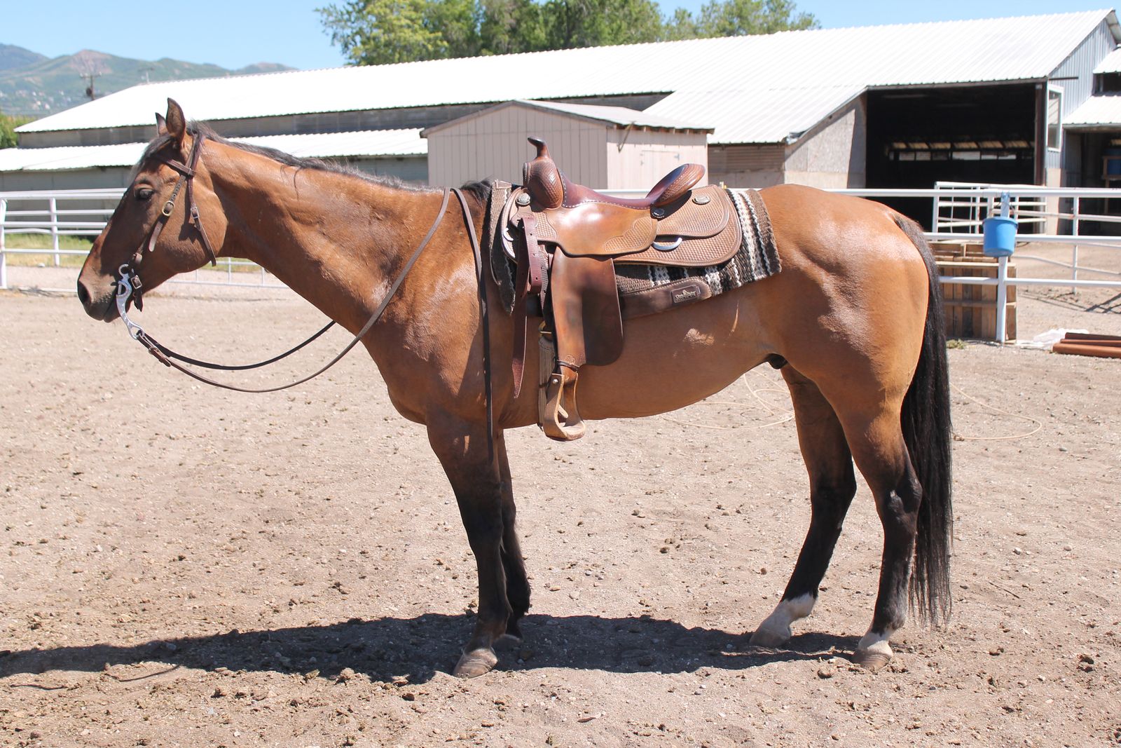 16 Year Old Big Grade Gelding