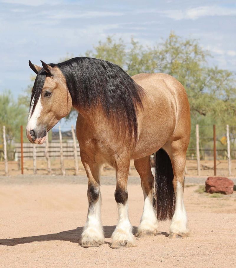 Buckskin Gypsy Vanner Gelding
