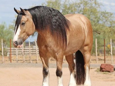 Buckskin Gypsy Vanner Gelding