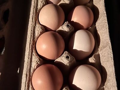 Orpington hatching eggs